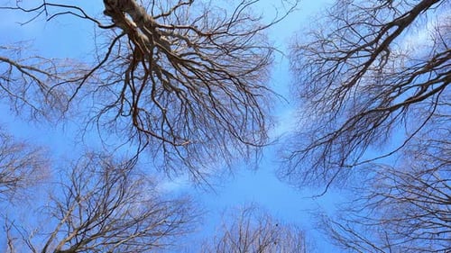 Bare Tree Branches against Blue Sky in Daytime