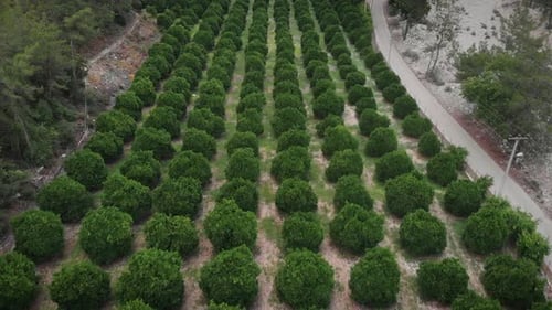Trees of orange plantation. Flying over citrus green orchard