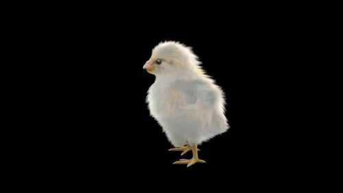 Cute Fluffy Baby Chick Walking and Looking Around