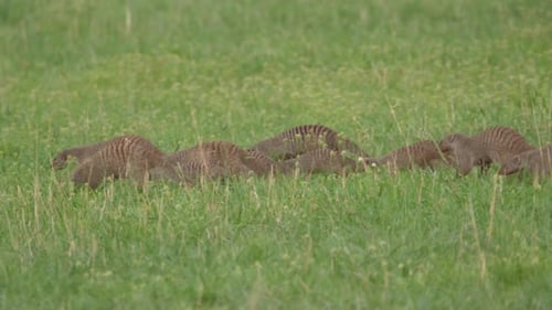 Grupo de mangostas anilladas corriendo