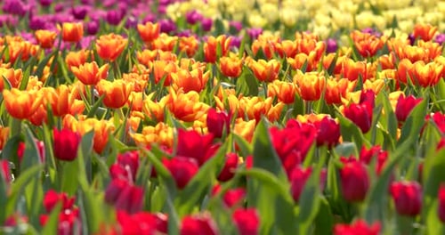 Colorful tulip farm