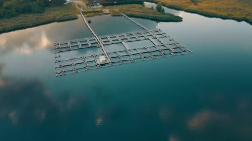 Fish Farm in Lake - Farming Enclosures with Fresh Water Where Trout, Carp or Salmon Is Raised