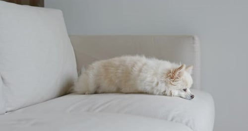 Light-Beige Dog Resting on White Couch Indoors