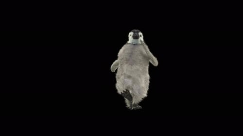 Cute Baby Penguin Walking and Waving Animated Loop