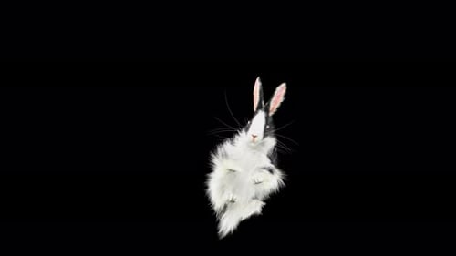 Fluffy Black and White Rabbit Hopping Transparent Background