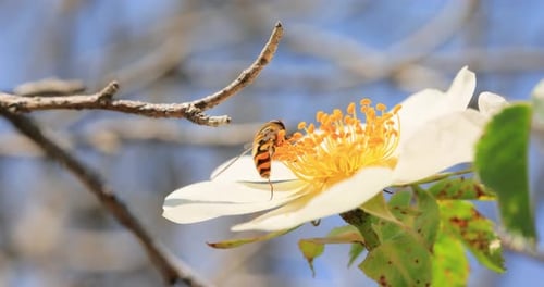 Bee Pollinating White Flower in Natural Setting