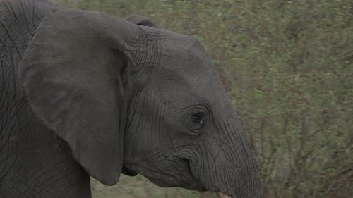 Vista de cerca de un elefante caminando