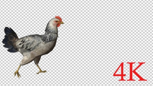 Caminhada de frango 4K