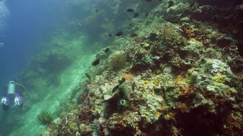 Coral Reef Tropical Fish