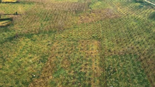Field Aerial