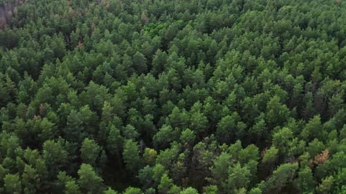 Aerial Top View of Summer Green Trees in Forest in Rural
