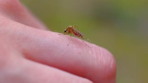 Un moustique suce le sang sur la peau humaine