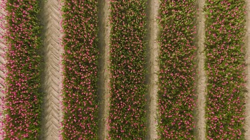 Pink Tulips field in The Netherlands