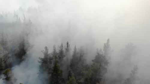 Forest Fire with Thick Black Smoke