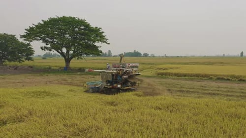 Aerial top view of tractor rice car working on dry or ripe rice paddy, crop field, harvesting