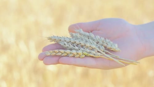 Hand Holds Golden Wheat in a Rural Field