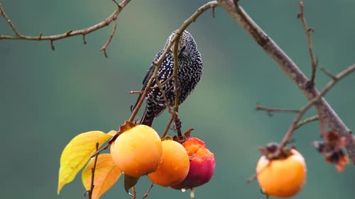 Common Starling