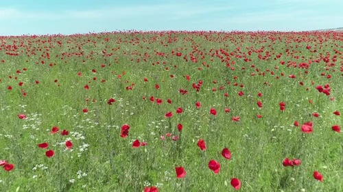 Aerial View Of Red Poppy Field