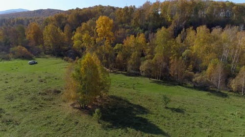 Aerial View of Meadow and Autumnal Trees