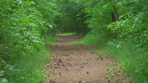Forest & Path 4K