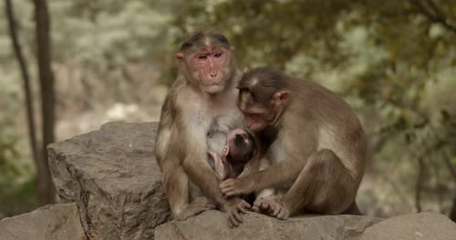 Monkey Mother and Baby Protected by Family Member