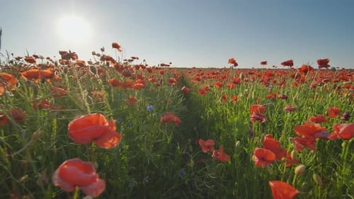 A Large Field of Red Poppy Flowers at Sunset