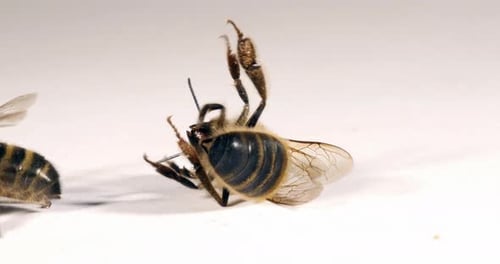 European Honey Bee, apis mellifera, Black Bee on a white background trying to turn around, Normandy