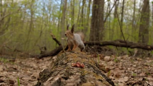 Hungry Fluffy Squirrel Found Bunch of Ripe Nuts on Log in Forest and Eats Them