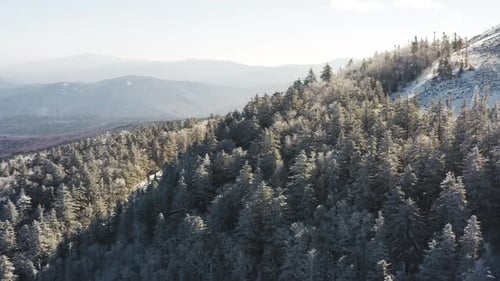 Winter Forest Nature Snow and Frost Covered Conifers Alpine Landscape