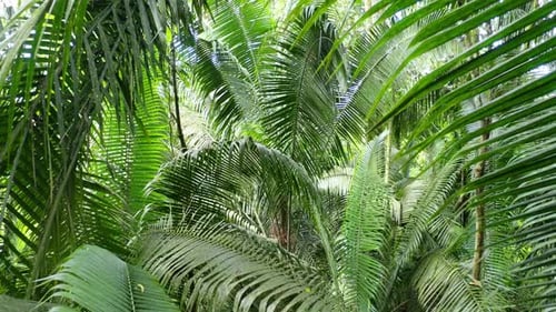 Flying between the large lush green leaves of fern trees in a tropical forest