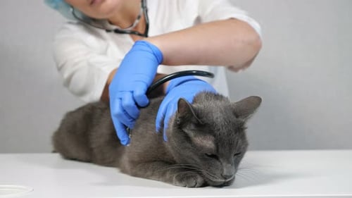 Veterinarian Examining Cat with Stethoscope in Clinic