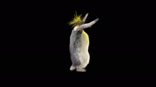 78 Penguin Dancing 4K