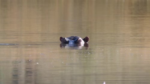 Two hippos in a lake
