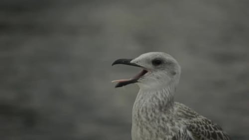 old seagull looks around by the sea. blurred background