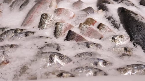 Nahaufnahme von geschältem frischem Fisch in Eis auf einem Regal in einem Supermarkt