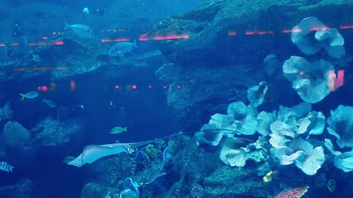 Large Underwater Aquarium and Zoo in the Shopping Mall Known As the Mall of the Emirates