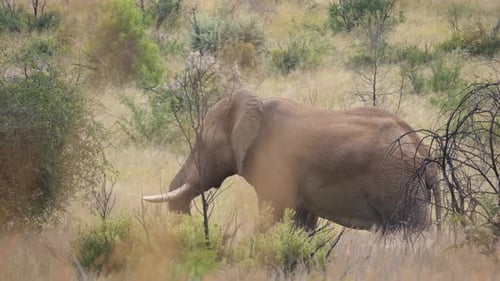 Elephant passing by in Pilanesberg Game Reserve