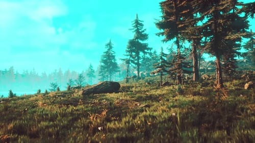 Pine Trees Fofest on High Green Mountains