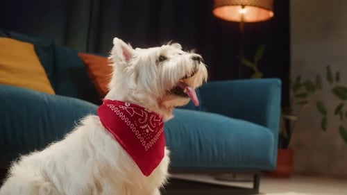 Fluffy White Dog Posing with Red Bandana