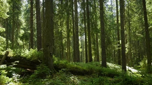 Sonnenstrahlen im Pinienwald