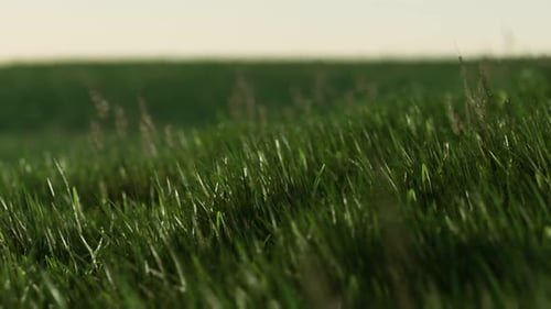 Grünes frisches Gras als schöner Hintergrund