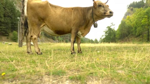 Cow Grazing in a Peaceful Rural Setting