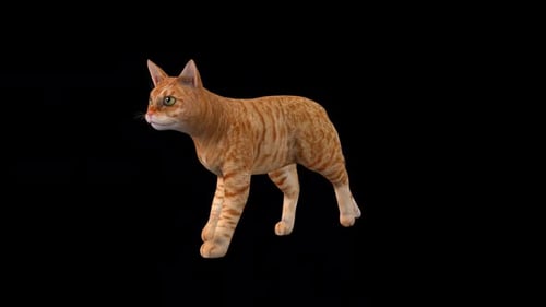 Vorderseite „Walk“ für Katzen