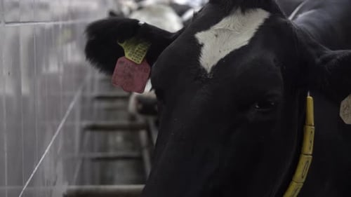 Schwarzweißer Kuhkopf mit einer Fliege drauf mit digitalem Halsband am Hals