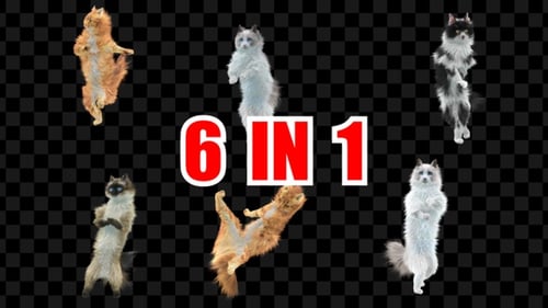 Katzentanz 6er Pack