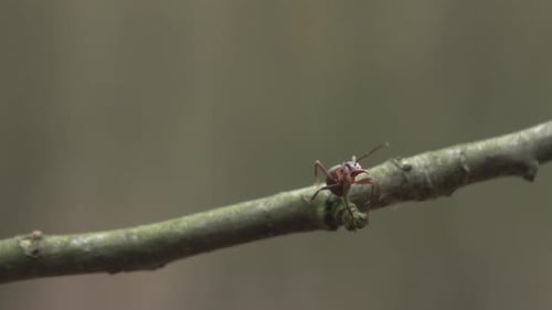 Insect