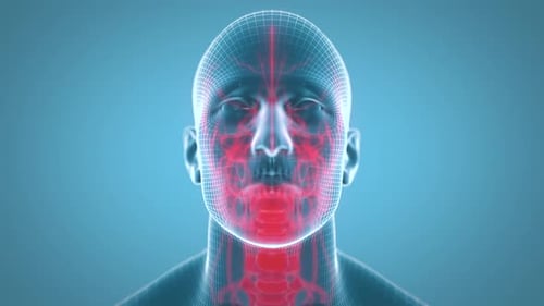 Rotating 3D Wireframe Human Head with Brain and Blood Vessels