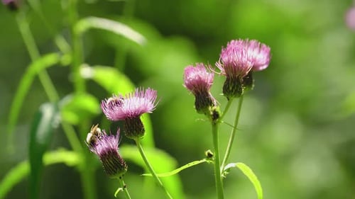 Bees Pollinating Purple Thistle Flowers in Summer