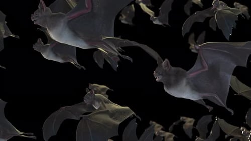 Swarm of Realistic Bats Flying for Halloween Projects