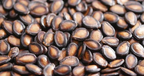 Black melon seed